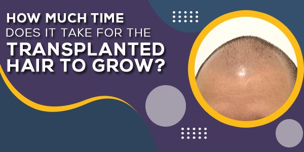How much time does it take for the transplanted hair to grow?